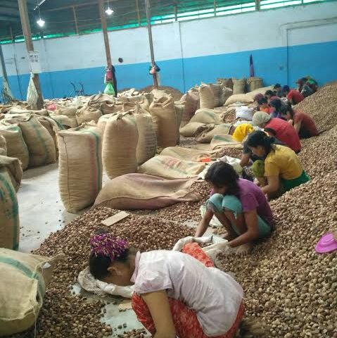 Local Women and Elders Sorting Betel Nuts Manually