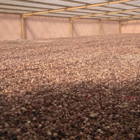Extensive Solar Drying Grounds